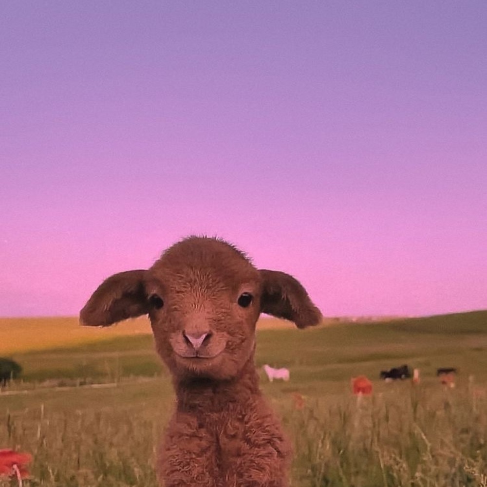 Meet your Posher, Ana